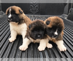 Image preview for Ad Listing. Nickname: Litter of 5