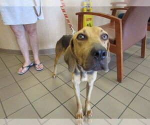 English Coonhound-Unknown Mix Dogs for adoption in Ocala, FL, USA