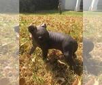 Small Photo #19 Xoloitzcuintli (Mexican Hairless) Puppy For Sale in BOX CANYON, CA, USA