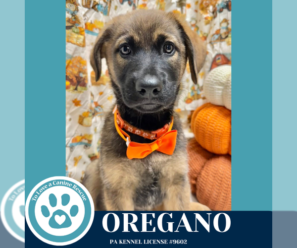 Medium Photo #4 German Shepherd Dog-Unknown Mix Puppy For Sale in Kimberton, PA, USA