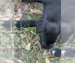 Small Photo #6 Boxador Puppy For Sale in TEMPLE TERRACE, FL, USA