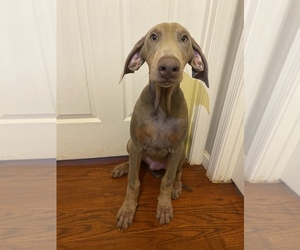 Doberman Pinscher Puppy for sale in MANASSAS, VA, USA