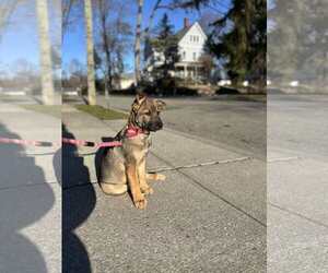 German Shepherd Dog-Unknown Mix Dogs for adoption in pomfret, CT, USA