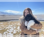 Small Photo #3 Newfoundland Puppy For Sale in TREMONTON, UT, USA