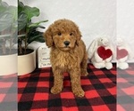 Small #4 Goldendoodle (Miniature)