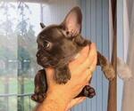 Small Photo #5 French Bulldog Puppy For Sale in BRIDGEWATER, NJ, USA