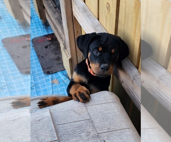 Medium Photo #23 Rottweiler Puppy For Sale in DES MOINES, IA, USA