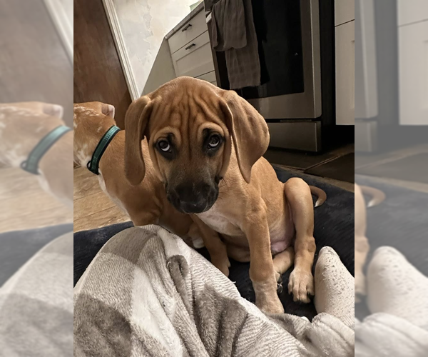 Medium Photo #5 Mutt Puppy For Sale in Plainfield, IL, USA