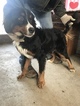 Small Photo #1 Bernese Mountain Dog Puppy For Sale in HARTVILLE, MO, USA