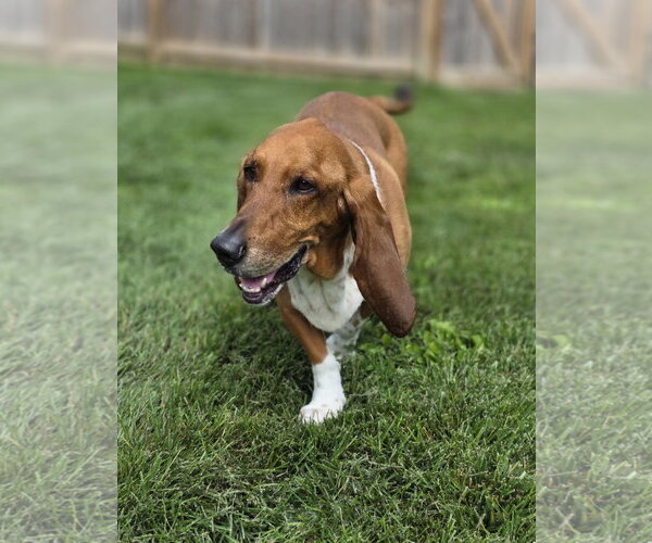 Medium Photo #3 Basset Hound Puppy For Sale in Brookville, OH, USA