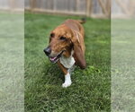Small #2 Basset Hound