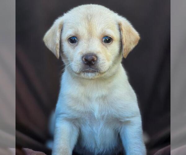 Medium Photo #1 Chihuahua-Unknown Mix Puppy For Sale in San Diego, CA, USA