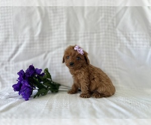 Cavapoo Puppy for sale in ELKTON, KY, USA