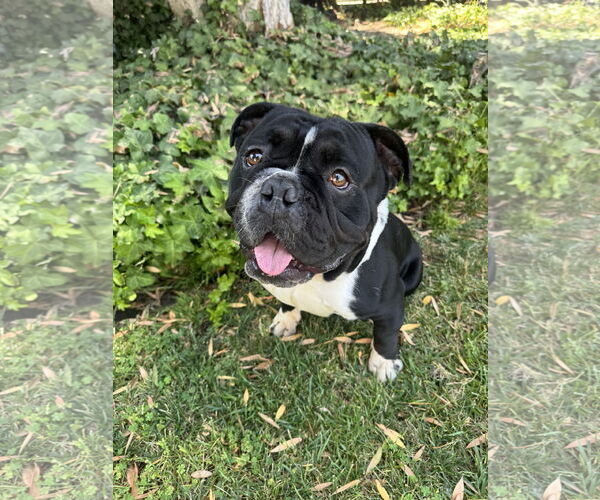 Medium Photo #3 Bulldog-Unknown Mix Puppy For Sale in Marina Del Rey, CA, USA