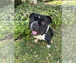 Small #2 Bulldog Mix