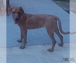 Small #6 Labrador Retriever-Retriever  Mix