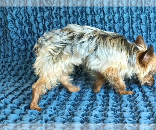 Medium Photo #5 Yorkshire Terrier Puppy For Sale in STAFFORD SPRINGS, CT, USA