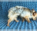 Small Photo #5 Yorkshire Terrier Puppy For Sale in STAFFORD SPRINGS, CT, USA