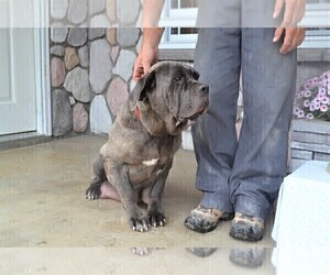 Mother of the Neapolitan Mastiff-Poodle (Toy) Mix puppies born on 06/07/2021