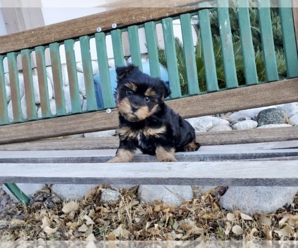 Medium Photo #2 Yorkshire Terrier Puppy For Sale in SANTA CLARITA, CA, USA