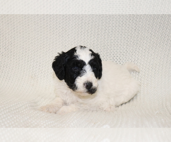 Medium Photo #3 Goldendoodle (Miniature) Puppy For Sale in NORTH LIBERTY, IN, USA