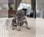 Puppy Dots French Bulldog