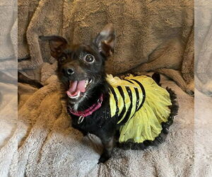 Medium Chihuahua Mix
