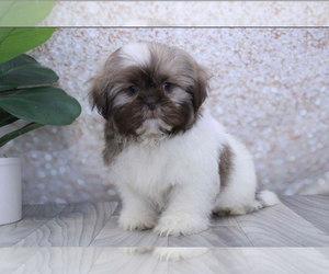 Shih Tzu Puppy for sale in MARIETTA, GA, USA
