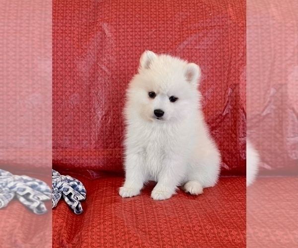 Medium Photo #1 Japanese Spitz Puppy For Sale in BENICIA, CA, USA