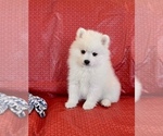 Small Photo #1 Japanese Spitz Puppy For Sale in BENICIA, CA, USA