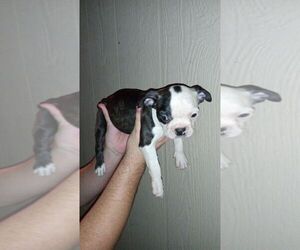 Boston Terrier Dogs for adoption in PHOENIX, AZ, USA