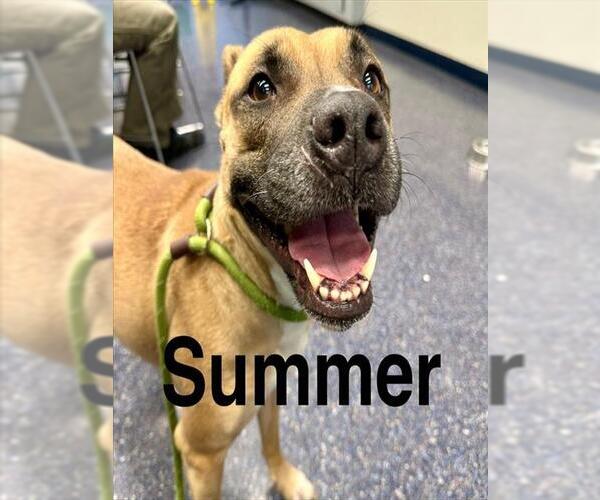 Medium Photo #1 American Pit Bull Terrier-Unknown Mix Puppy For Sale in Anchorage, AK, USA