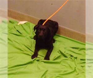 Shepweiller Dogs for adoption in Las Vegas, NV, USA