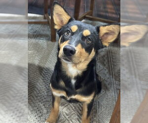 Collie-Unknown Mix Dogs for adoption in Sandy, UT, USA