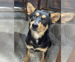 Small Collie Mix