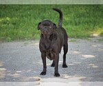 Small Photo #1 Jug-Treeing Walker Coonhound Mix Puppy For Sale in LIBERTY, KY, USA