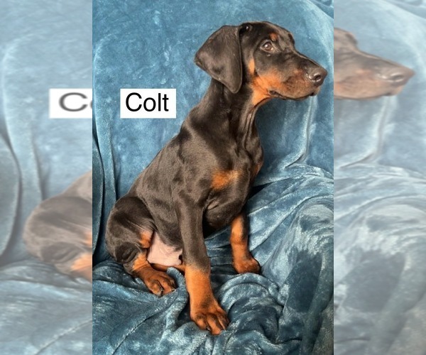 Medium Photo #8 Doberman Pinscher Puppy For Sale in POMEROY, OH, USA