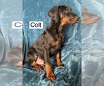 Small #7 Doberman Pinscher