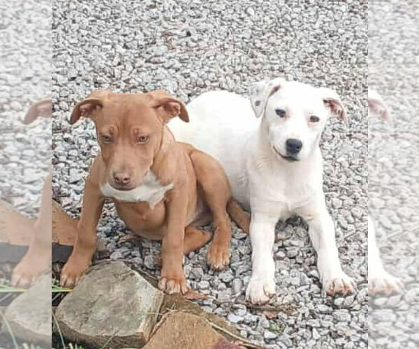 Medium Photo #3 Mutt Puppy For Sale in Hillsboro, NH, USA