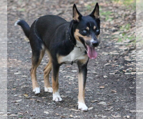 Medium Photo #5 Mutt Puppy For Sale in Paso Robles, CA, USA