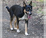 Small #4 Mutt