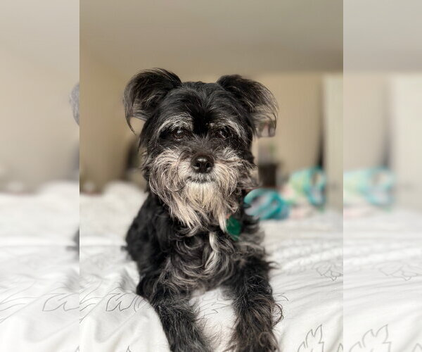 Medium Photo #1 Shih Tzu-Unknown Mix Puppy For Sale in Clarkston, MI, USA