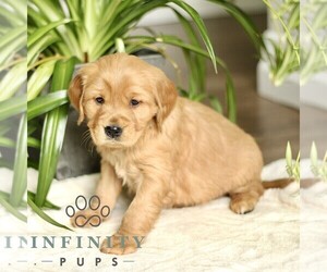 Golden Retriever Puppy for sale in STRASBURG, PA, USA