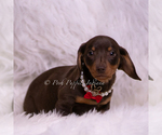 Small Photo #15 Dachshund Puppy For Sale in WARSAW, IN, USA