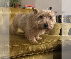 Norwich Terrier Dogs for adoption in St. Louis Park, MN, USA