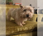 Small Norwich Terrier