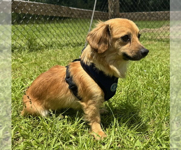 Medium Photo #3 Chihuahua Puppy For Sale in Tarrytown, GA, USA