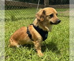 Small #2 Chihuahua