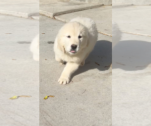 English Cream Golden Retriever Puppy for sale in ARROWHEAD FARMS, CA, USA