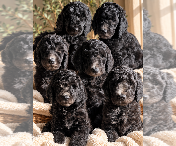 Medium Photo #1 Goldendoodle mix (+ Poodle Standard) Puppy For Sale in CARTHAGE, TN, USA